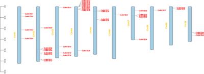 Characterization and expression analysis of MATEs in Cannabis sativa L. reveals genes involving in cannabinoid synthesis